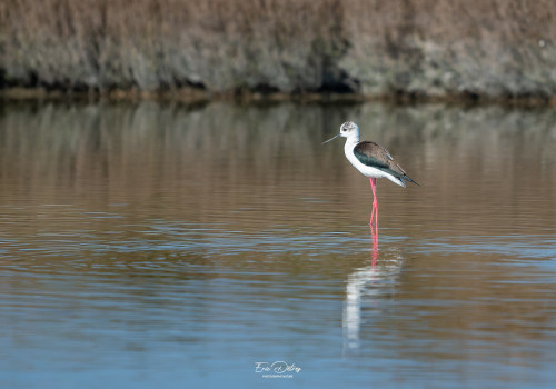 himantopus himantopus   echasse blanche
