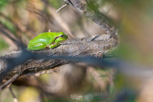 hyla meridionalis rainette meridionale hyla meridionalis rainette meridionale