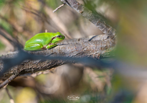 hyla meridionalis   rainette meridionale