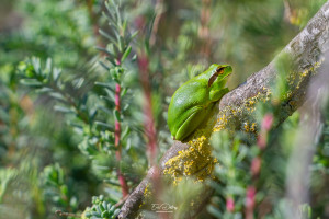 hyla meridionalis rainette meridionale hyla meridionalis rainette meridionale