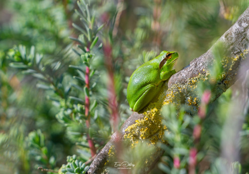 hyla meridionalis   rainette meridionale