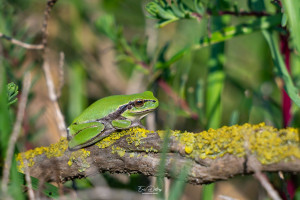 hyla meridionalis rainette meridionale hyla meridionalis rainette meridionale