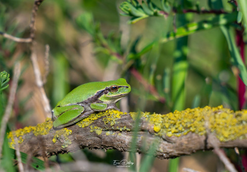 hyla meridionalis   rainette meridionale