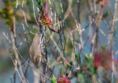 hyla meridionalis   rainette meridionale