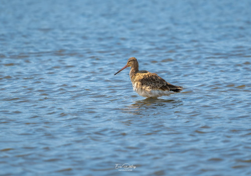 limosa limosa   barge a queue noire