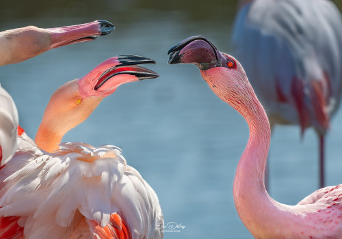 phoeniconaias minor   flamant nain