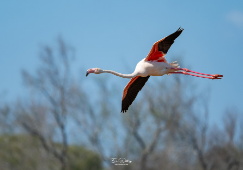 phoenicopterus roseus   flamant rose