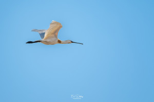 platalea leucorodia spatule blanche platalea leucorodia spatule blanche