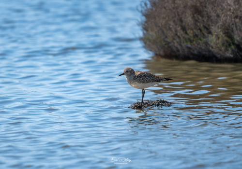 pluvialis squatarola   pluvier argente