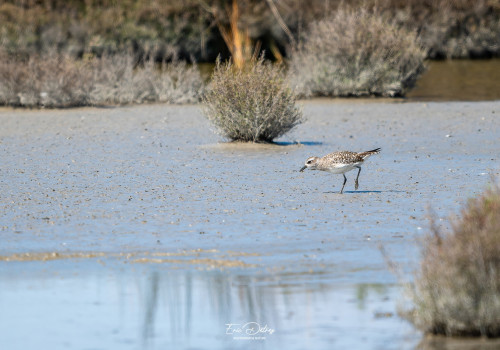 pluvialis squatarola   pluvier argente