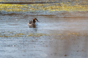 podiceps cristatus grebe huppe podiceps cristatus grebe huppe