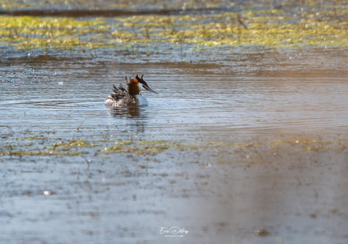 podiceps cristatus   grebe huppe