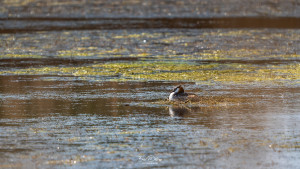 podiceps cristatus grebe huppe podiceps cristatus grebe huppe