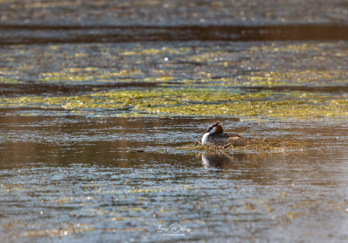 podiceps cristatus   grebe huppe