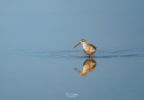 tringa erythropus   chevalier arlequin