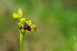 ophrys delforgei ophrys delforgei