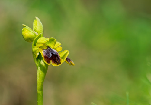 ophrys delforgei ophrys delforgei
