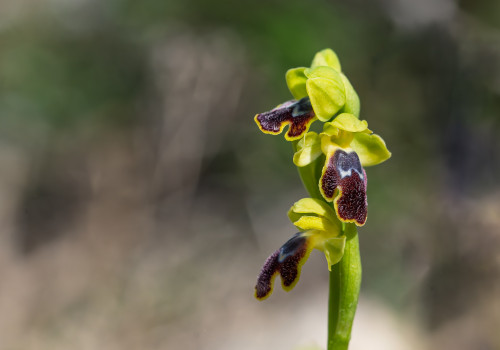 ophrys delforgei ophrys delforgei