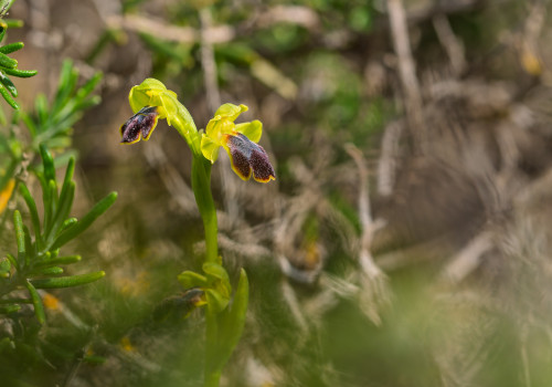 ophrys delforgei ophrys delforgei