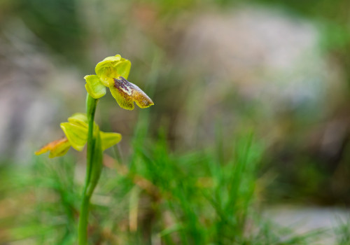 ophrys delforgei ophrys delforgei