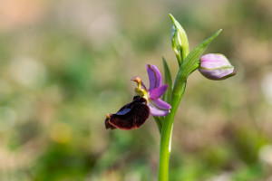 ophrys aurelia ophrys aurelia