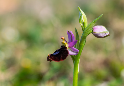 ophrys aurelia ophrys aurelia