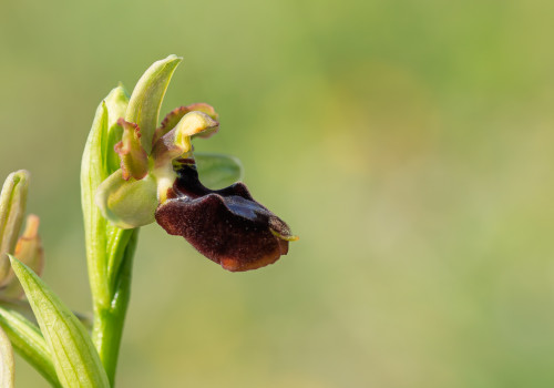 ophrys aurelia x passionis 10 ophrys aurelia x passionis 10