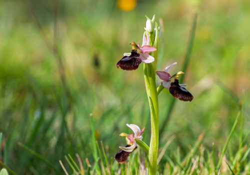 ophrys aurelia x passionis ophrys aurelia x passionis