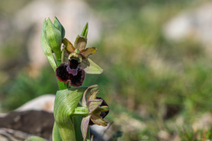 ophrys aurelia x passionis 12 ophrys aurelia x passionis 12