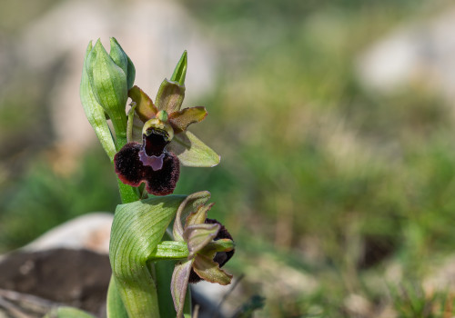 ophrys aurelia x passionis 12 ophrys aurelia x passionis 12