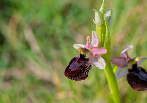 ophrys aurelia x passionis ophrys aurelia x passionis