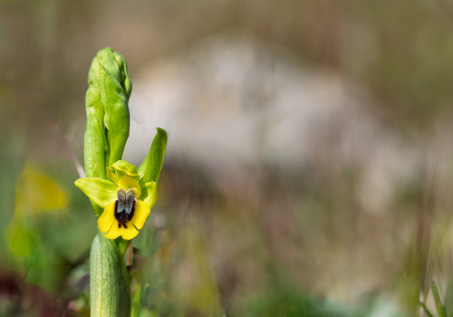 ophrys lutea ophrys lutea