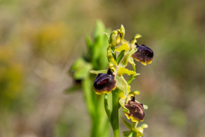 ophrys passionis ophrys passionis