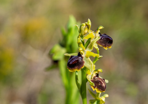 ophrys passionis ophrys passionis