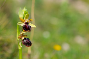 ophrys passionis ophrys passionis