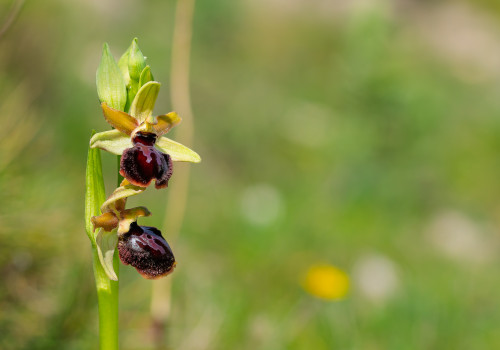 ophrys passionis ophrys passionis