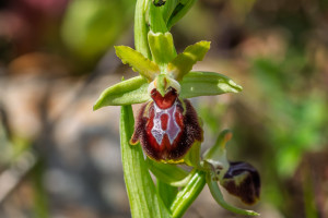 ophrys provincialis ophrys provincialis