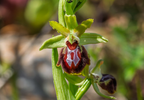 ophrys provincialis ophrys provincialis