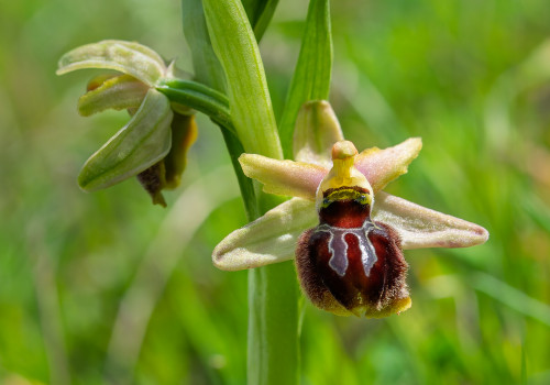 ophrys provincialis x splendida ophrys provincialis x splendida