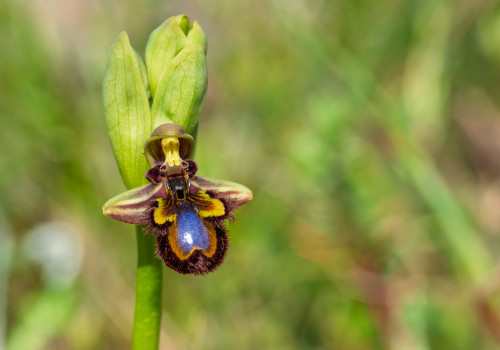 ophrys speculum ophrys speculum