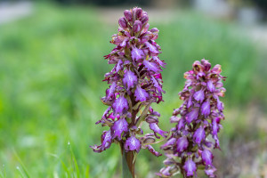 himantoglossum robertianum himantoglossum robertianum