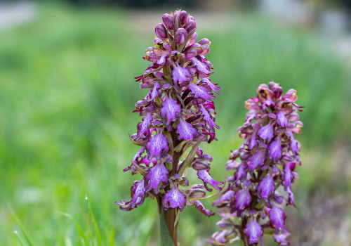 himantoglossum robertianum himantoglossum robertianum