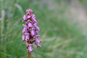himantoglossum robertianum himantoglossum robertianum
