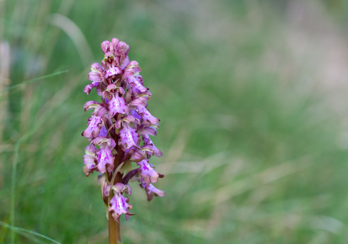 himantoglossum robertianum himantoglossum robertianum