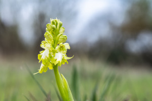 himantoglossum robertianum himantoglossum robertianum