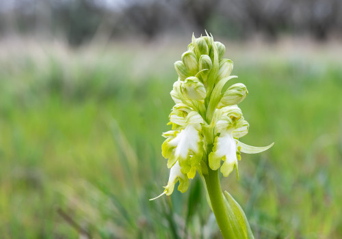 himantoglossum robertianum himantoglossum robertianum
