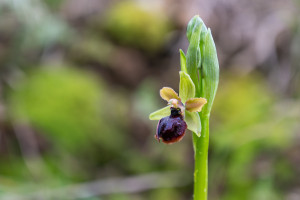 ophrys arachnitiformis ophrys arachnitiformis