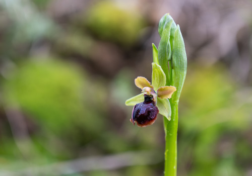 ophrys arachnitiformis ophrys arachnitiformis