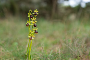ophrys arachnitiformis ophrys arachnitiformis