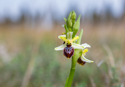 ophrys arachnitiformis ophrys arachnitiformis